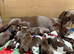 Outstanding German Shorthaired Pointer Puppies
