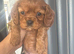 Cavalier boy and girl