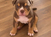 POCKET BULLY / EXOTIC BULLY PUPPIES LOOKING FOR THEIR FOREVER HOMES