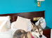 Syberian husky 18mths old female