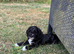 Three beautiful girl cockapoo puppy left