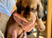 Gorgeous Std. Wire Haired Dachshund/Teckel Puppies for Sale