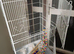 Bird cage and stand