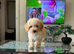 Asian extra Mini maltipoo ready to go(1 boy left