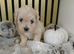Maltipoo puppy 2 grils available