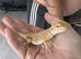 Baby bearded dragons citrus coming though lovely on them