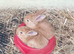 6 babies does and bucks