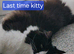Long‑Haired Ragdoll Cross Tortoiseshell Kittens