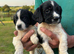 Springer spaniel puppies
