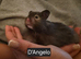 Long Haired Male Syrian Hamsters