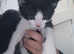 2 kittens looking for there forever home