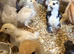 Bantam chicks for sale
