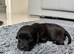 Working Cocker Spaniel Puppy