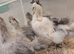 Silkie Chickens for sale