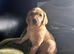 3 health checked Labrador puppies