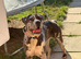Beautiful Merle cane corso for rehoming