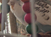 3 Budgies with Cage, Toys & Food - £90