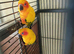 Dna tame breeding pair