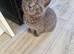 British short haired male kitten for sale