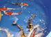High Grade koi from &pound;5 Each