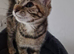 9 week old female bengal x kitten last of litter