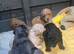 Mini x Toy Poodles