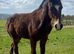 Welsh section D colt