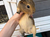 Smooth coat guinea pig male