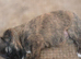 Shih-tzu x yorkie x Jacapoo puppies