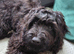 Beautiful black cockapoo puppy for sale 6month old