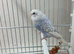 Budgies bw split bf split bw