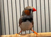 Zebra Finches