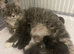 Mainecoon x Mainecoon/Ragdoll Kittens
