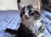 Beautiful Fluffy Kittens &ndash; Ready for Their Forever Homes from Friday 4th September!