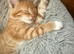 5 beautiful ginger kittens ready from 27th October