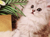 Pure chinchilla Persian