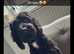beautifull cockerpoo