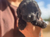 F1 cockapoo puppies available now !