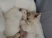 Gorgeous West Highland Terrier puppies
