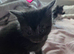 Stunning kittens ready end of June