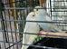 Budgies