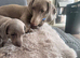 Dachshund puppies
