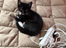 2 little boy kittens , £75 each or £150 for both