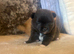 Beautiful female kc puppy
