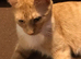 3 beautiful kittens ready now