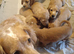 Selling puppies