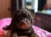 Quality DNA clear mini phantom labradoodles