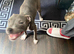 7 month old female blue staffy
