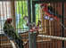 Rosellas