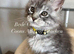 TICA Registered Maine Coon Kittens